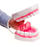 TalkTools® suumalli demonstrointia varten / Mouth Demonstrator
